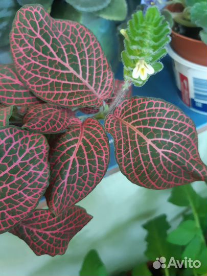 Фиттония розовая