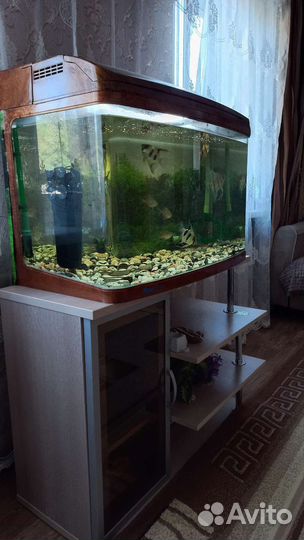 Аквариум
