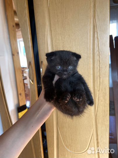Вислоухие котята