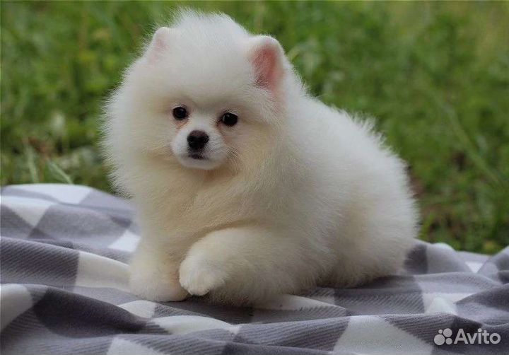 Белые мальчики