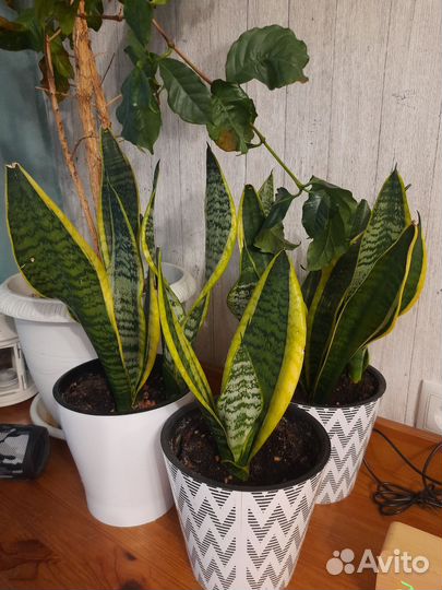 Сансевиерия