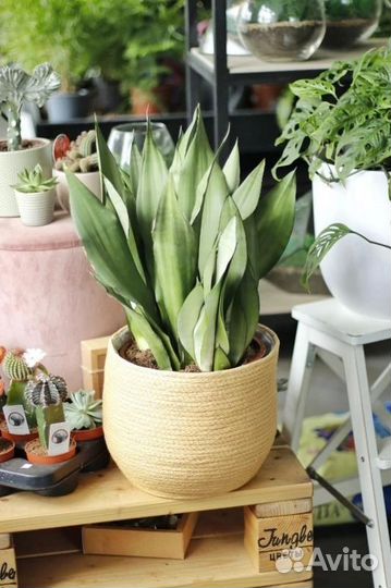 Сансевиерия муншайн