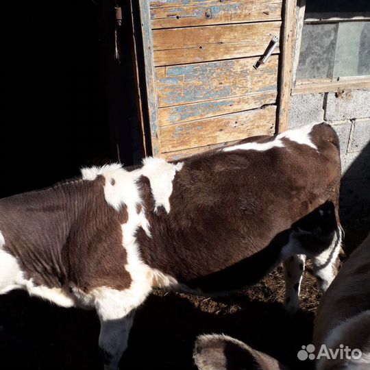 Телята бычки 5 и 3 мес. 55 т.р