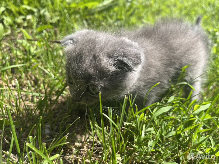 Шотландская вислоухая