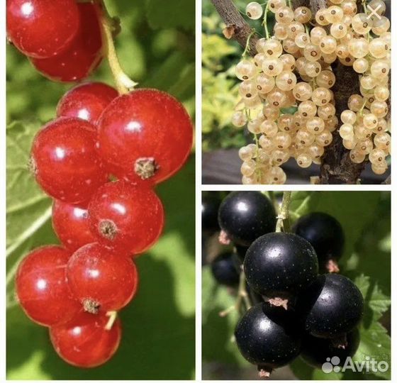 Смородина (саженцы) черная красная белая