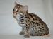 Мальчик Азиатский леопардовый кот