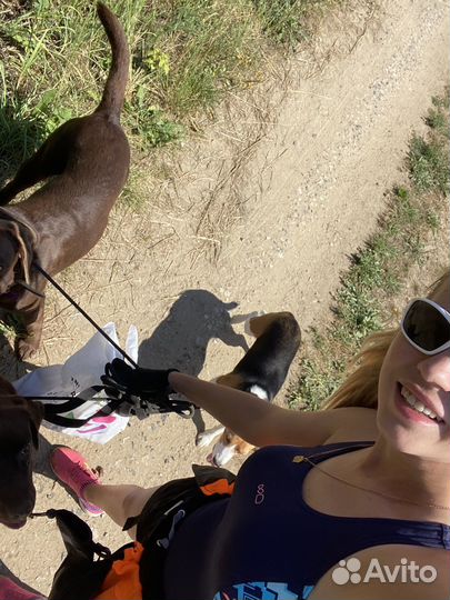 Передержка собак