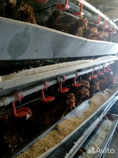 Куры несушки, молодки