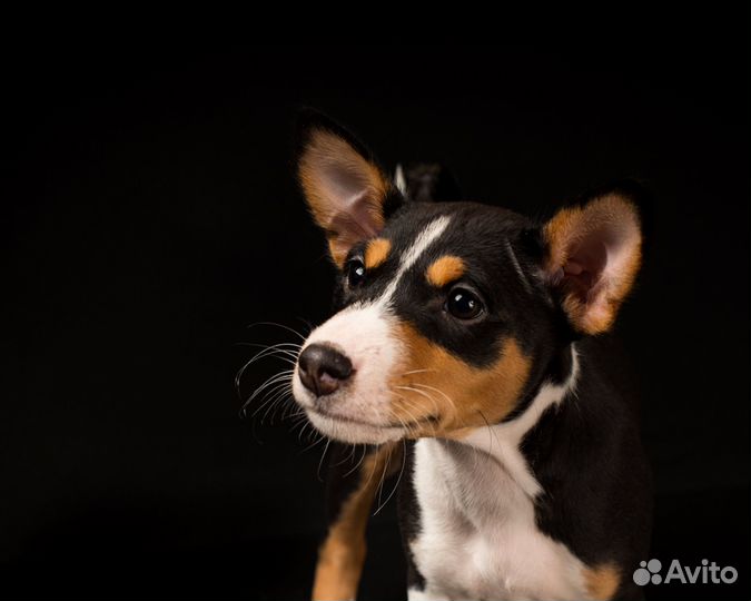 Щенки басенджи