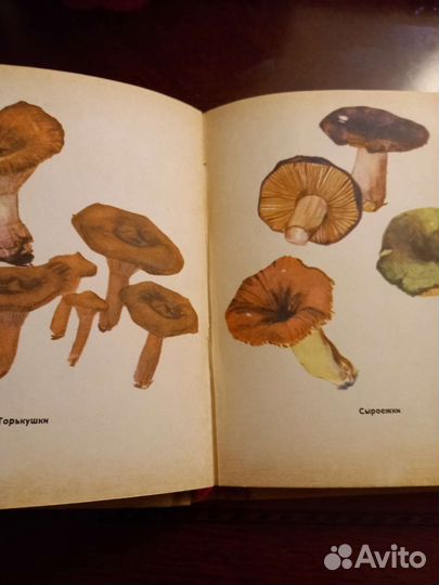 Грибы наших лесов. Книга