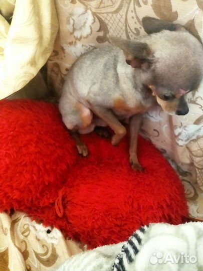 Мини той-терьер щенки