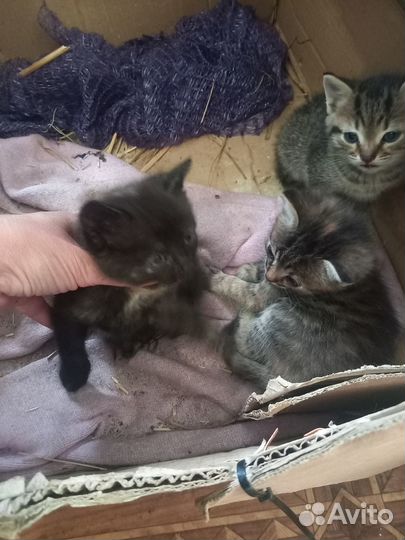 Отдаю милых котят