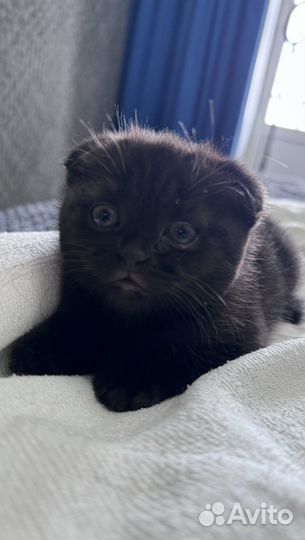 Вислоухие котята