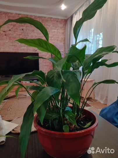 Хлорофитум, спатифиллум