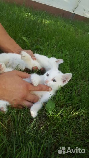 Белые котята
