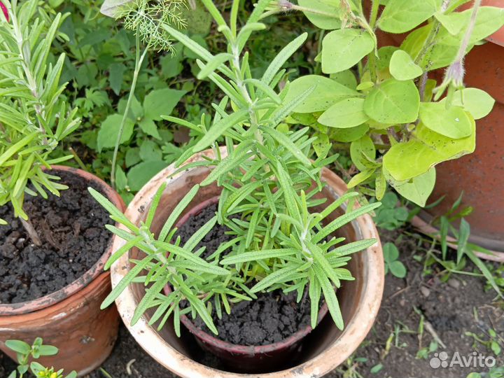Розмарин в горшке