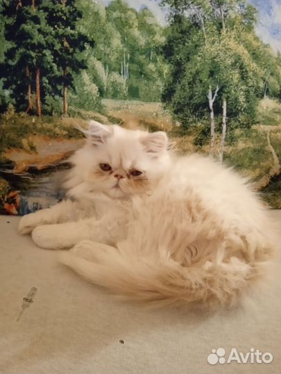 Персидская