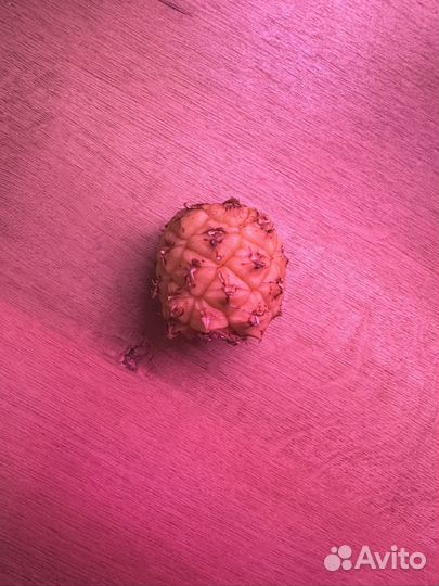 Монстера манки