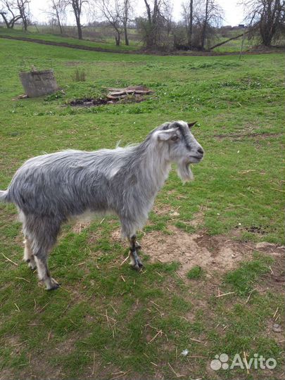 Продаются козы и козел