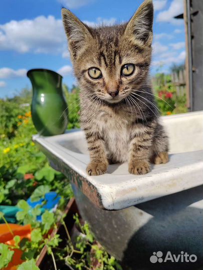 Котенок