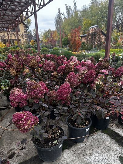 Гортензии метельчатые Самарская Лидия