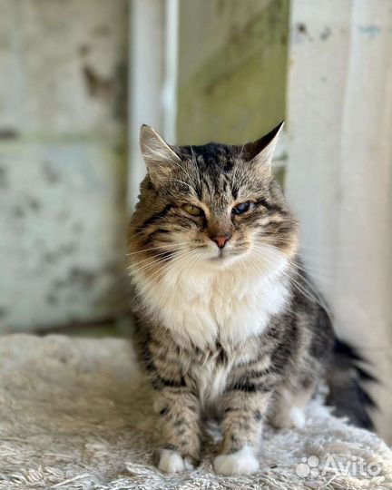 Отдам в добрые руки