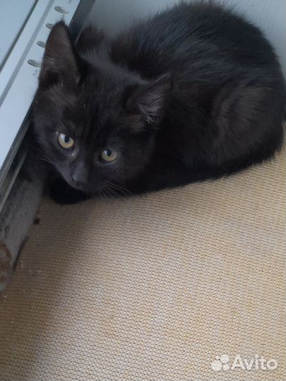 Котёнок