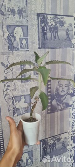 Коланхоэ лечебный