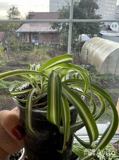 Хлорофитум кудрявый