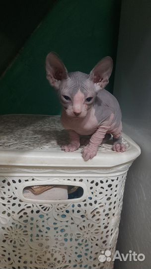 Канадский сфинкс котенок