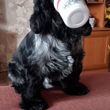 Английский кокер-спаниель, взрослый пёс