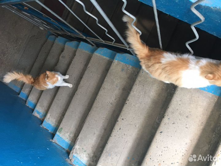 Кошка ищет дом
