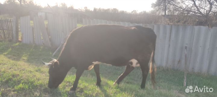 Коровы дойные