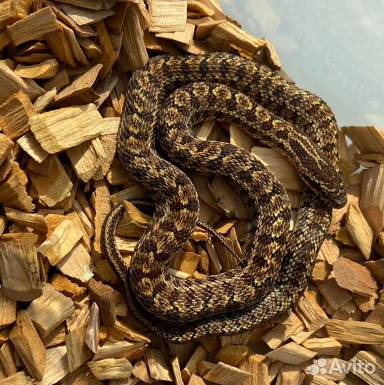Змеи. Узорчатый полоз. Домовая африканская змея купить в Кемерово |  Животные и зоотовары | Авито