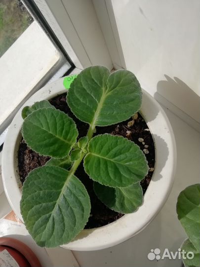 Глоксиния, обмен