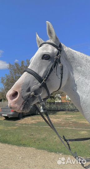 Уздечка для лошади cob