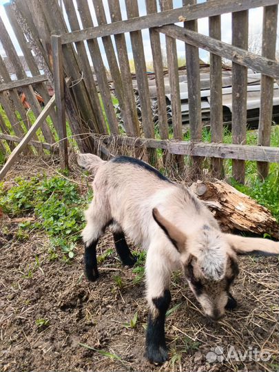 Альпийские козлята