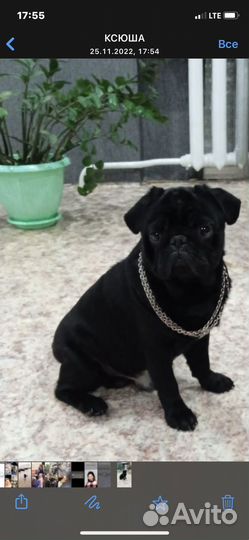 Мопс вязка мальчик