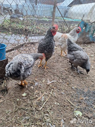 Продам молодых петухов,6 штук,красивые и наглые