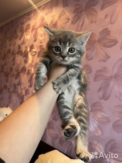 Котенок девочка в добрые руки