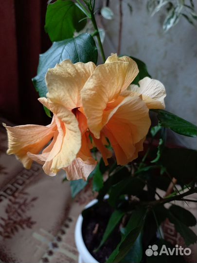 Гибискусы(Double Peach и красный махровый)