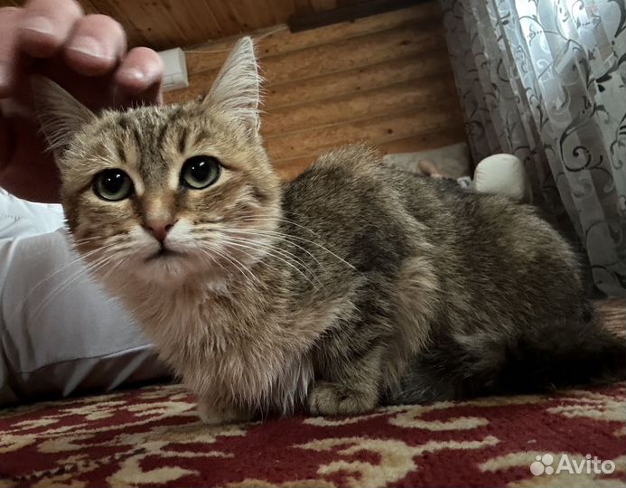 Котенок девочка в добрые руки