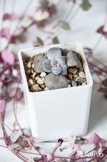 Суккуленты-3 эхеверии, пахиверии, граптоверия