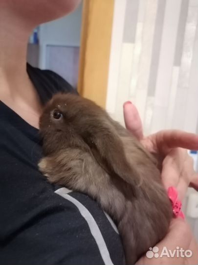 Кролик баран вислоухий