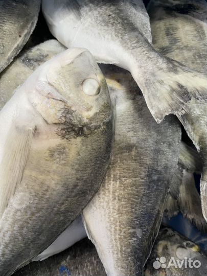 Рыба дорадо