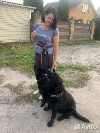 Передержка животных