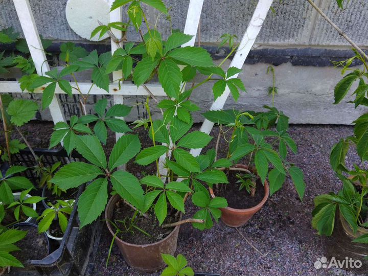 Виноград девичий