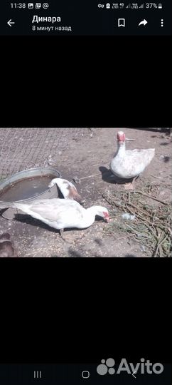 Куры несушки продам