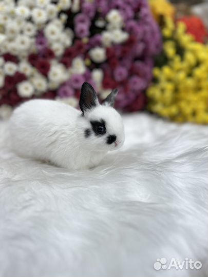 Царские кролики