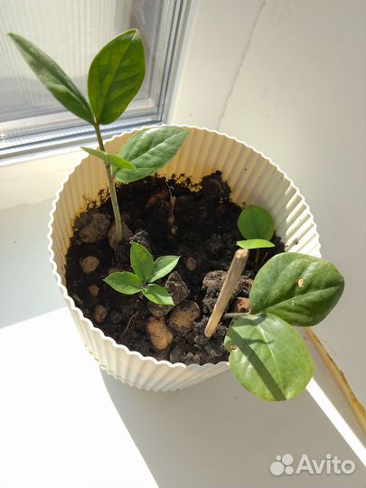 Замиокулькас долларовое дерево 2 шт